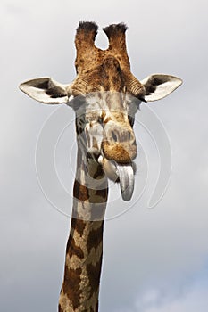 Cheeky Giraffe photo