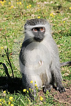 Cheeky grey Vervet Monkey in Port Elizabeth