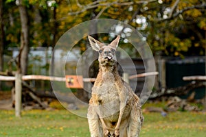 Cheeky Kangaroo