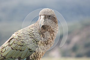 Cheeky Kea, New Zealand