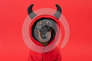 Cheeky little dog, puppy in red hoodie with horns looks resolutely into camera