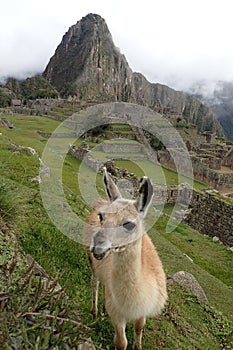 Cheeky llama smiling in front of Machu Picchu