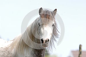 Cheeky looking pony