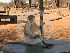 A cheeky monkey waiting for lunch