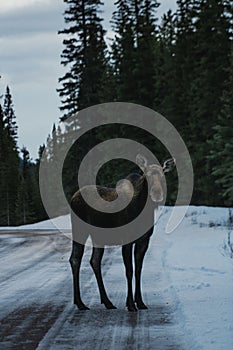 Cheeky moose in Canadian rockies