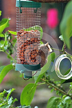 A cheeky mouse feeding on my bird feeder in my garden