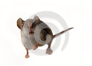 Cheeky mouse pokes into lens