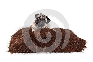 Cheeky pug puppy dog lying down on fuzzy fake fur pillow