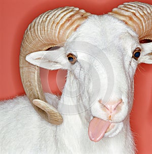 Cheeky ram