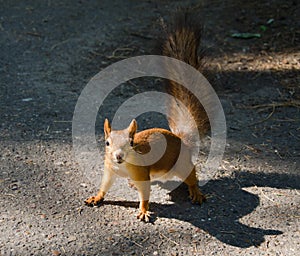 Cheeky squirrel