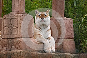 Cheeky tiger sticking tongue out