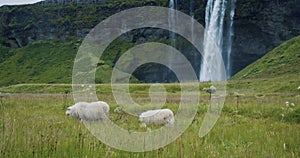 Cheep grazing on field in wiht beautiful Seljalandsfoss waterfall in background, Iceland