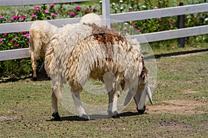 Cheeps eat grass in farm