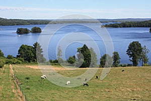 Cheeps grazing beside the lake Ivo photo