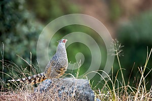 Cheer pheasant or Catreus wallichii or Wallich`s pheasant bird calling closeup in winter migration perched on rock in natural