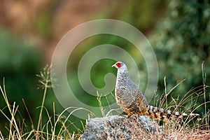 Cheer pheasant or Catreus wallichii or Wallich`s pheasant bird portrait during winter migration perched on big rock in natural