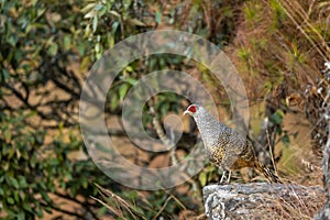 cheer pheasant or Catreus wallichii or Wallichs pheasant portrait during winter migration perched on big rock in natural colorful