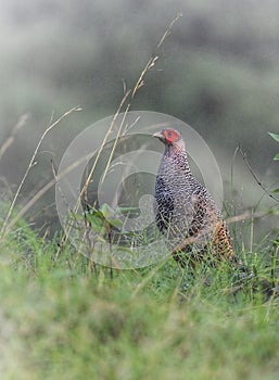 Cheer pheasant in the wild