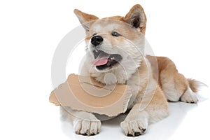 Cheerful Akita Inu looking away and panting