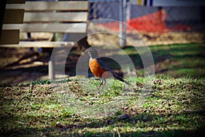 Cheerful American robin at the Arsenal Park, Pittsburgh, PA