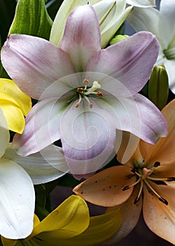 Asiatic Lilies in Pastel Colors photo
