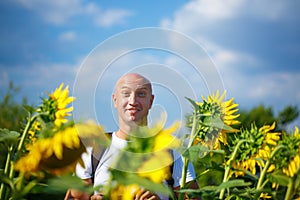 Cheerful bald man in a field of blooming yellow sunflowers against a blue sky stands smiling