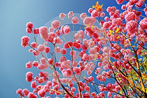 Cheerful and beautiful Rosy Trumpet Tree flowers, in chengching Lake photo