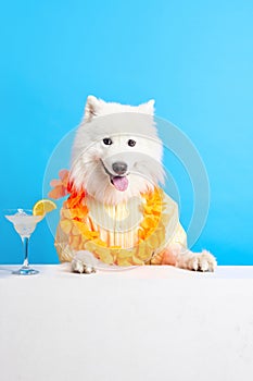 Cheerful, beautiful smiling Samoyed dog with neck colorful floral accessories and cocktail against blue studio