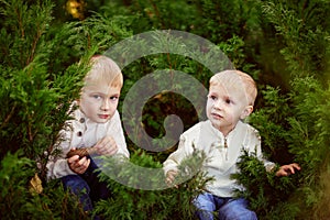 Cheerful brothers boys children green bushes, tree arborvitae