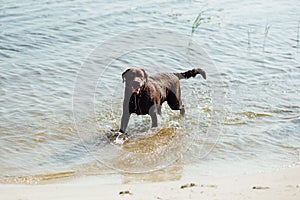 Cheerful brown labrador running on watern