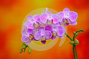 Cheerful bunch of mini pink phalaenopsis orchids on gradient backgound 