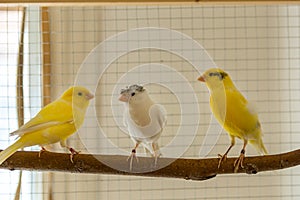 Cheerful Canary Birds: Delightful Companions at Home
