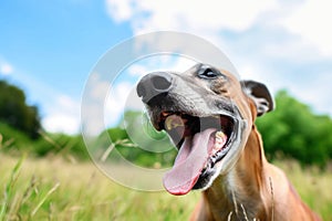 Cheerful Canine Expressing Playfulness With Its Happy Tongue Sticking Out