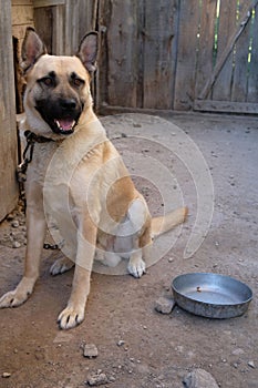 Cheerful chained dog sits near  booth next to  bowl for food