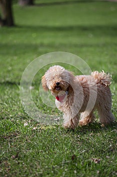 Cheerful cheerful cute curly toy poodle puppy walks in the garden