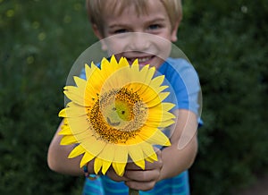 Cheerful child boy holding a big yellow sunflower flower with a smile on it