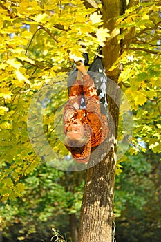 Cheerful child hang on tree