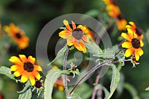 Cheerful colors of Rudbeckia triloba `Red Sport` adorn every garden