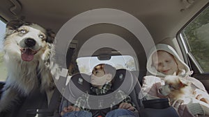 A cheerful company of two children, a dog and a puppy rides in the back seat of a car