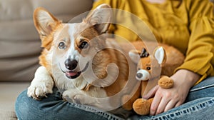 Cheerful corgi dog brings beloved soft toy to engage in play with delighted owner at home