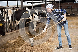 Cheerful cowgirl working with milking herd at cowhouse in farm