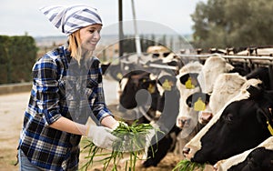 Cheerful cowgirl working with milking herd at cowhouse in farm