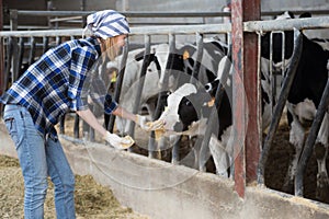 Cheerful cowgirl working with milking herd at cowhouse in farm