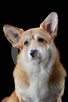 A cheerful CWelsh Corgi Pembroke dog attentive ears on black