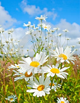 Cheerful Daisies