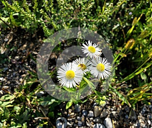 Cheerful Daisies by the Roadside