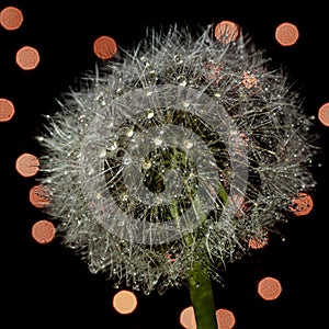Cheerful dandelion with shiny water drops, black background and orange bokeh lights