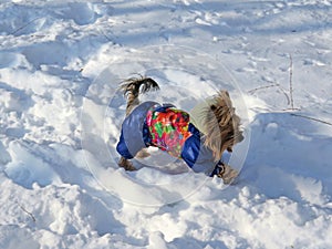 Cheerful decorative dog in clothes running in winter on snow in park