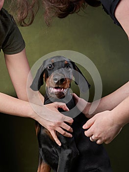 A cheerful Doberman puppy is cradled in a person arms, its joyful expression