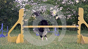 A cheerful dog border collie on a green lawn jumps over the barrier rear view , slow motion